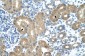 TRNT1 antibody - N-terminal region